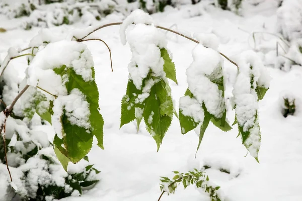 Pierwszy ciężki śnieg na gałęziach krzewów. — Zdjęcie stockowe