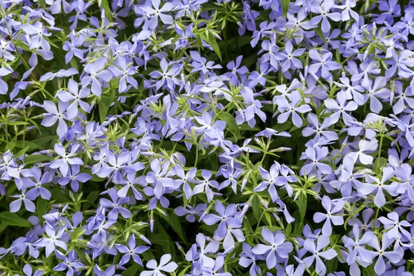 In den Beeten blühen hellblaue Veilchen — Stockfoto