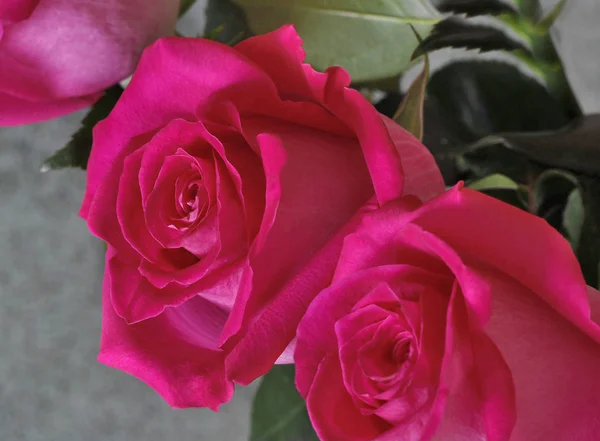 Flores rosa vermelha apresentado em close-up . — Fotografia de Stock