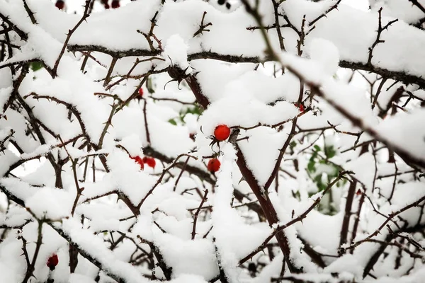Bagas de espinheiro nos arbustos cobertos de neve . — Fotografia de Stock