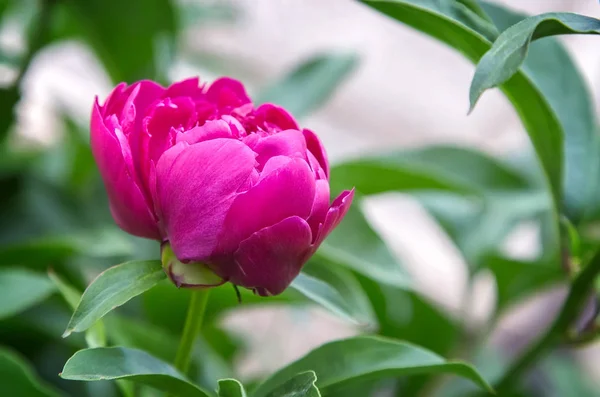 Blossoming peony among green leaves — Stock Photo, Image