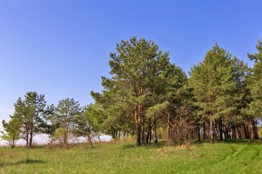 Ormanın kenarındaki çam ağaçları ile manzara.