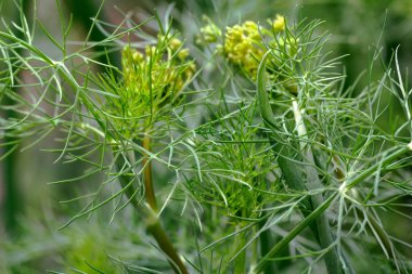 Yeşil soğan ve dereotu bahçede