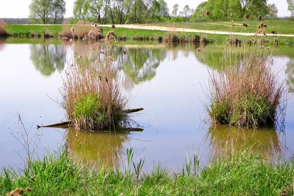 Un gran lago hermoso, con bancos cubiertos de juncos . — Foto de Stock