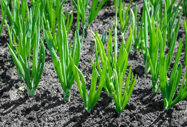 Piantare cipolle nel giardino . — Foto Stock