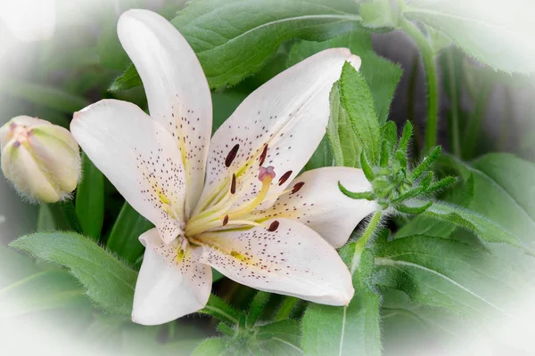 Kwiaty białe Lily bliska. — Zdjęcie stockowe