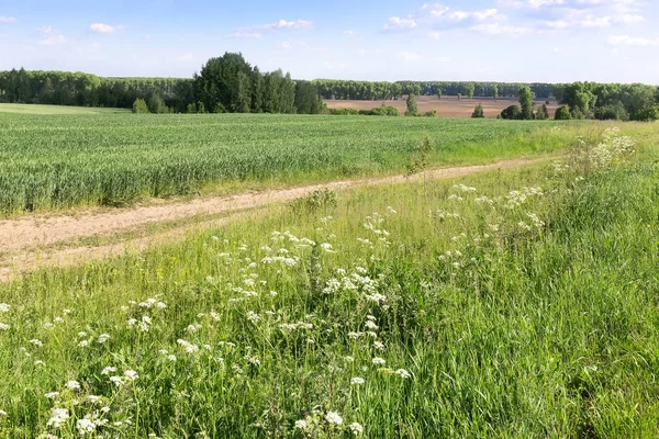 Sommerlandschaft an einem klaren, sonnigen Tag. — Stockfoto