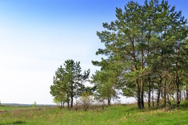 Ormanın kenarındaki çam ağaçları ile manzara.