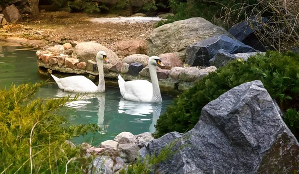 Two white swans swim in the pond. — Stock Photo, Image