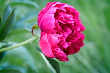 yeşil yaprakları arasında çiçek açması Şakayık