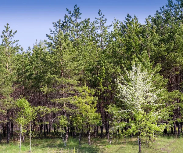 Paysage avec des pins à la lisière de la forêt . — Photo