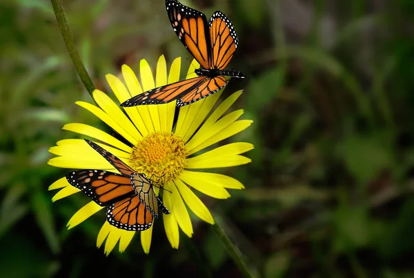 Krásný motýl sedí na žlutém květu . — Stock fotografie