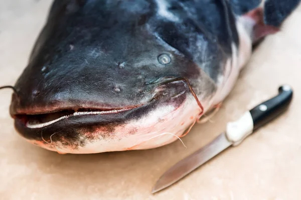 Голова большой рыбы - сома . — стоковое фото