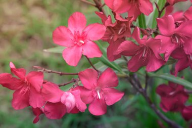Güzel çiçek pembe zakkum Bush güneş..