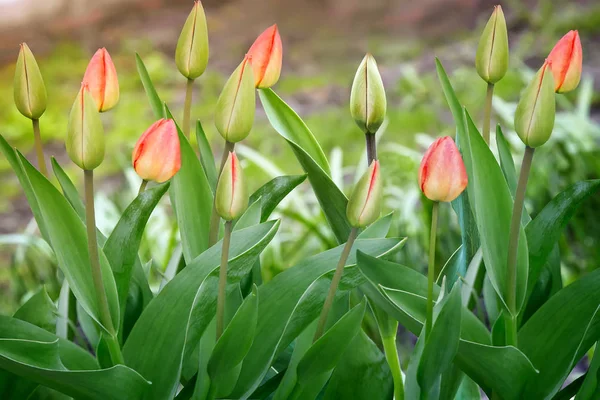 Brotes y hojas verdes tulipanes — Foto de Stock