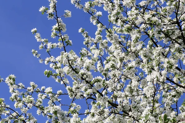 Una rama de manzana florece contra el cielo azul . — Foto de Stock