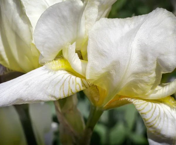 Floraison dans le jardin, iris jaune pâle. — Photo