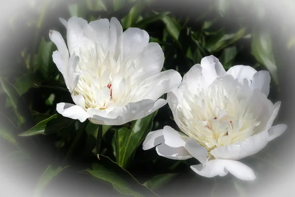 Peonía blanca floreciente entre hojas verdes — Foto de Stock