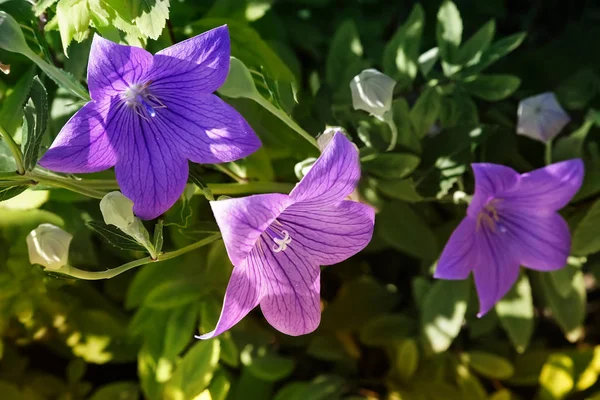 Bluebells blommor i trädgården. — Stockfoto