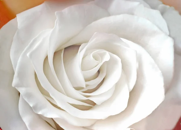 가운데 꽃 흰 장미 근접 촬영. — 스톡 사진