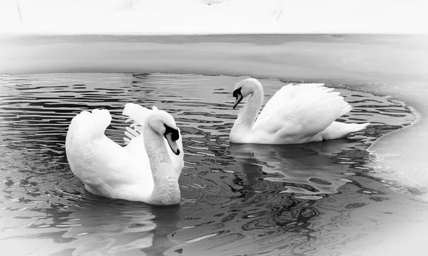 Two white swans on a lake in winter. — Stock Photo, Image