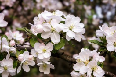 Bir arka planda yeşil bir bahçe çiçekli elma dalı.