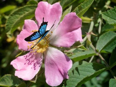 Yabani gül çiçek üzerinde oturan güzel kelebek