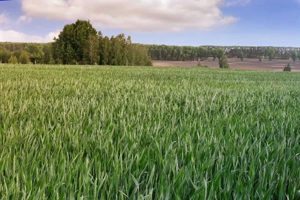 Sommerlandschaft an einem klaren, sonnigen Tag. — Stockfoto