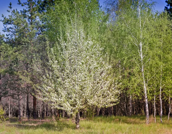 Krajina s borovicemi na okraji lesa. — Stock fotografie