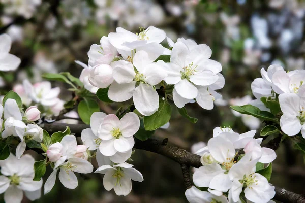 La rama del manzano que florece sobre el fondo el jardín verde . —  Fotos de Stock