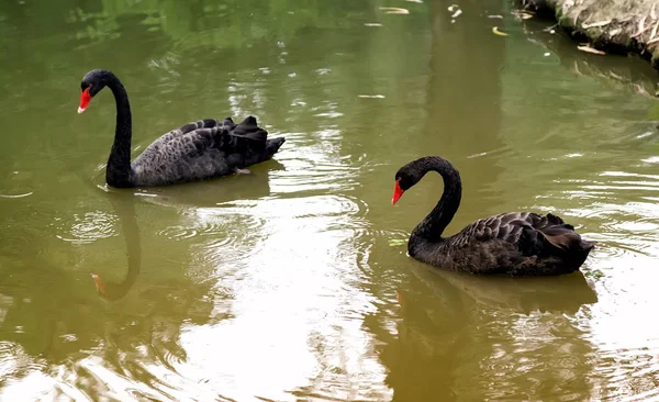 Dos cisnes negros en el lago . —  Fotos de Stock