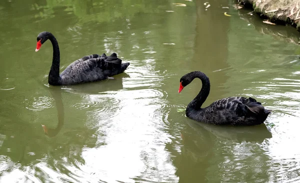 Two black swans on the lake . — Stock Photo, Image