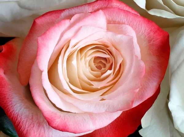 Milieu de la fleur une belle rose gros plan . — Photo