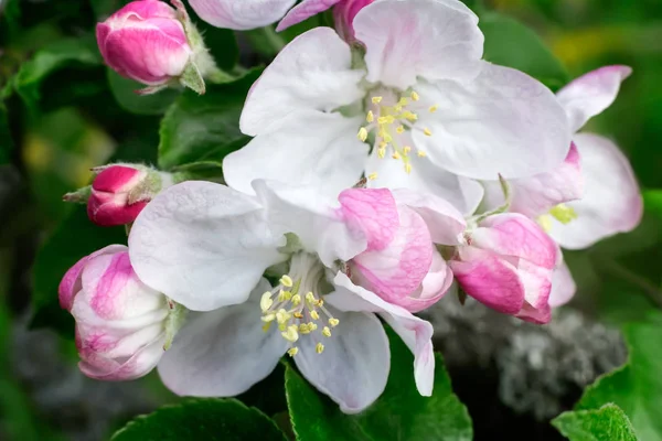 Белые цветы яблони цветут в саду . — стоковое фото