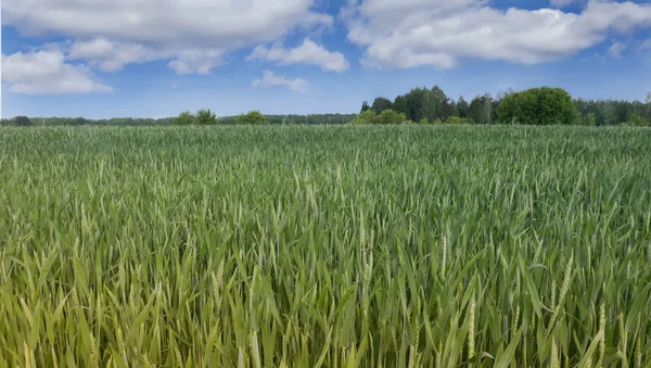 Sommerlandschaft an einem klaren, sonnigen Tag. — Stockfoto