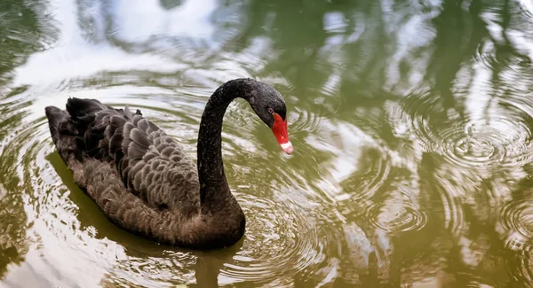 Single black Swan on the lake . — Stock Photo, Image