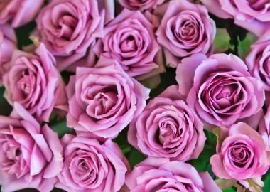 Güzel parlak pembe Gül, en iyi görünümü.