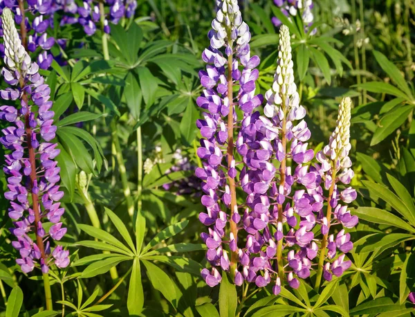 Çiçekli lupine sahada. — Stok fotoğraf