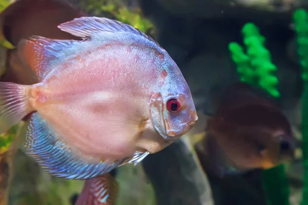 Poissons marins nageant dans l'aquarium . — Photo