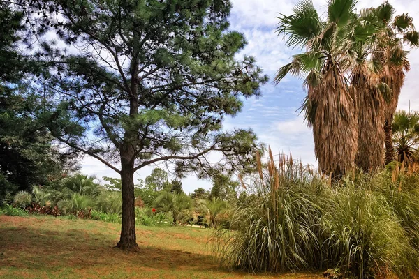 Arboretum of tropical trees and plants. — Stock Photo, Image