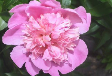 yeşil yaprakları arasında çiçek açması Şakayık