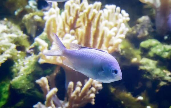 Poissons marins nageant dans l'aquarium . — Photo