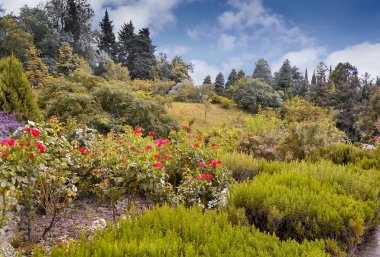 Gül çalılar çiçeklenme Botanik Bahçesi içinde.