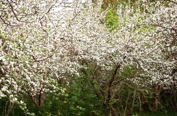 Manzanos florecientes en un viejo jardín abandonado . — Foto de Stock