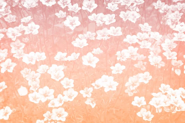Beautiful small flowers on a pink background. — Stock Photo, Image