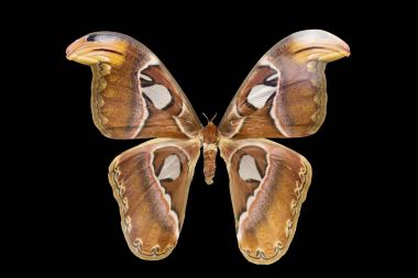 Tropikal kelebek Attacus Atlas.