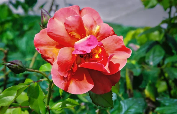 Hermosa rosa en flor contra el verde de las hojas — Foto de Stock