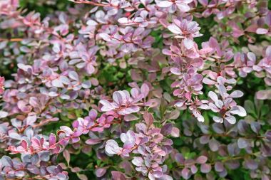 Bush kızamık portre.