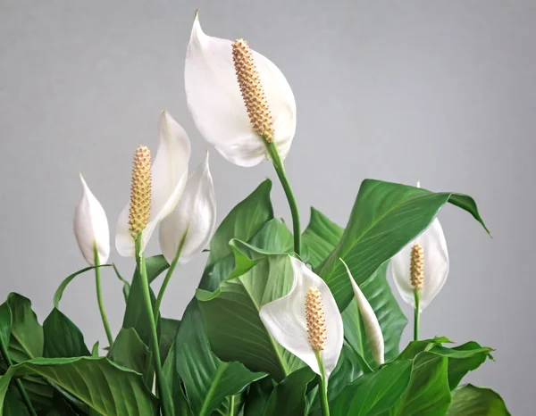 Bloeien de witte bloemen spathiphyllum. — Stockfoto