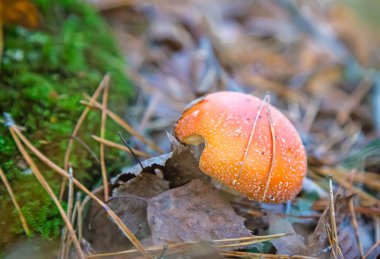 Mantarlı fly agaric bir orman glade içinde.